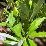 Artemisia suksdorfii Leaf