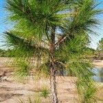 Pinus elliottii Folha