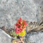 Crassula coccinea Flor