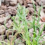 Albuca spiralis Folha