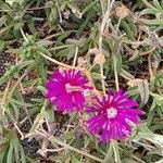 Delosperma cooperi Hábito