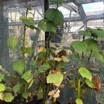 Begonia parviflora Hoja