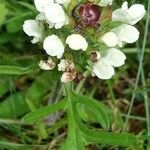 Prunella laciniata Fula