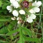 Prunella laciniata Blomst