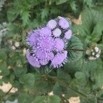 Ageratum houstonianum花