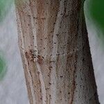 Ficus carica Bark