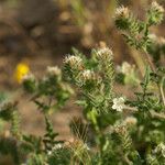 Phacelia distans Tervik taim