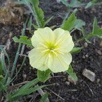 Oenothera triloba Flower