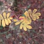 Rosa omeiensis Leaf