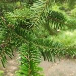 Abies homolepis पत्ता