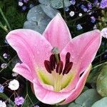 Lilium regale Çiçek