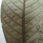 Pradosia verticillata