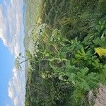 Heracleum sosnowskyi Hábitos