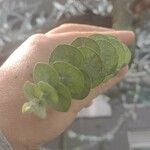 Eucalyptus pulverulenta Blad