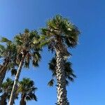 Washingtonia filifera برگ