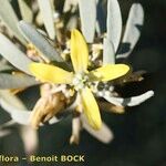 Cneorum pulverulentum Flower
