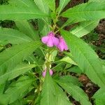 Impatiens balsaminaFlors