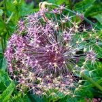 Allium nigrum Συνήθη χαρακτηριστικά