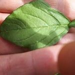 Amaranthus hybridus Leaf