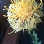 Centaurea collina 花