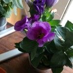 Eustoma exaltatum Cvet