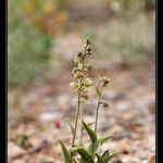 Epipactis kleinii Hábito