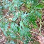 Rubus nemoralis ഇല