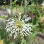 Clematis tangutica Fruit