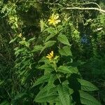 Helianthus divaricatus Hábito