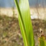 Sorghum halepense خشب