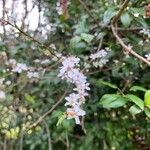 Prunus fruticosa Flower