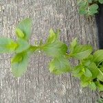 Mecardonia procumbens Leaf