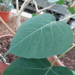 Ficus religiosa Leaf