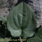 Dioscorea pyrenaica Leaf