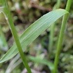 Luzula pilosa Feuille