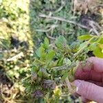 Nasturtium officinaleFoglia