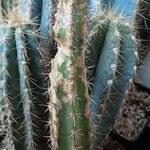 Corryocactus aureus Otro