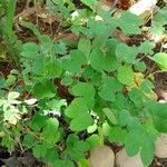 Bauhinia tomentosa 葉