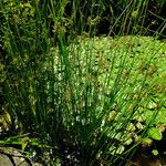 Juncus effusus Συνήθη χαρακτηριστικά