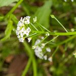 Calepina irregularis Frukt