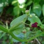 Scrophularia peregrinaFlower