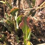 Lactuca viminea Feuille