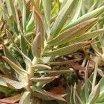 Euphorbia oxyphylla List