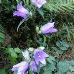 Campanula tracheliumOther