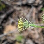 Tolpis umbellata Žiedas