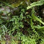 Asplenium x alternifolium 形態