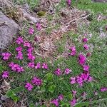 Dianthus glacialis Λουλούδι