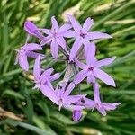 Tulbaghia violaceaŽiedas