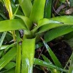 Aechmea recurvata Folha