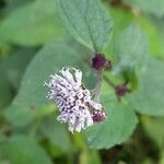 Melanthera nivea Flower